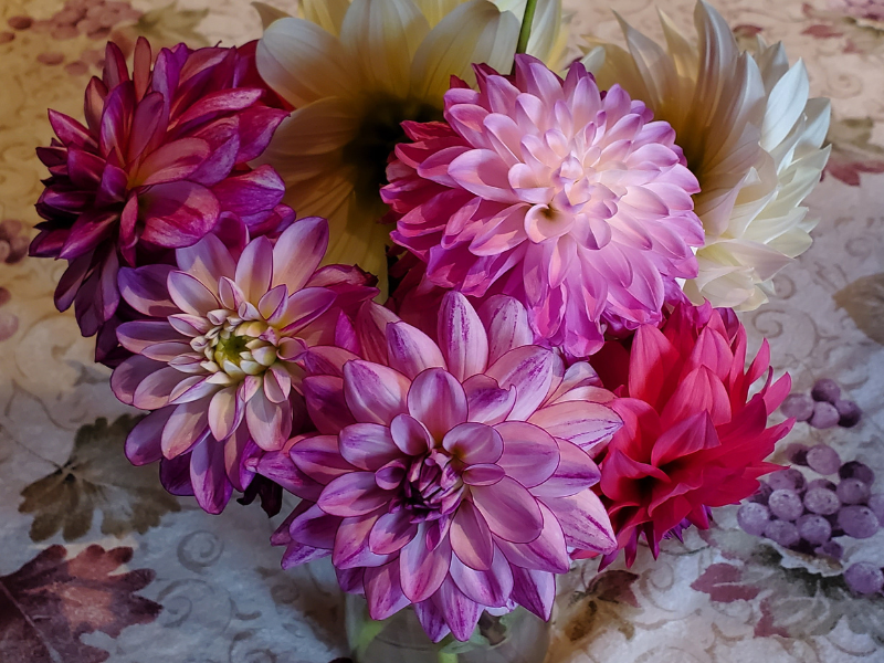 card dahlias