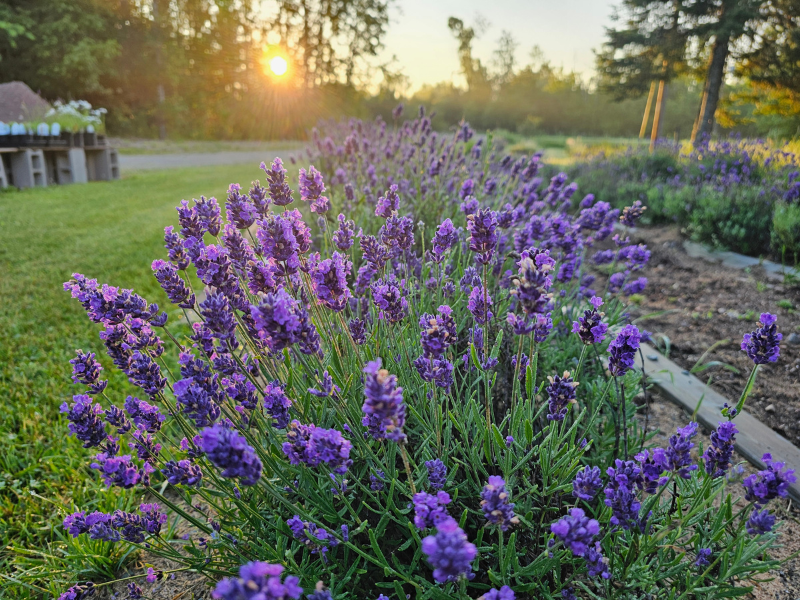 card herbs aromatics