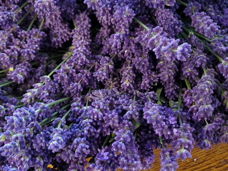card lavender closeup